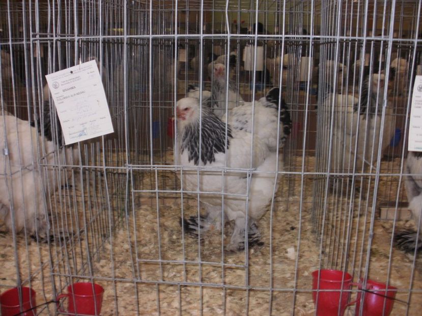 P2190023 - Expozitia nationala Bucuresti 2017