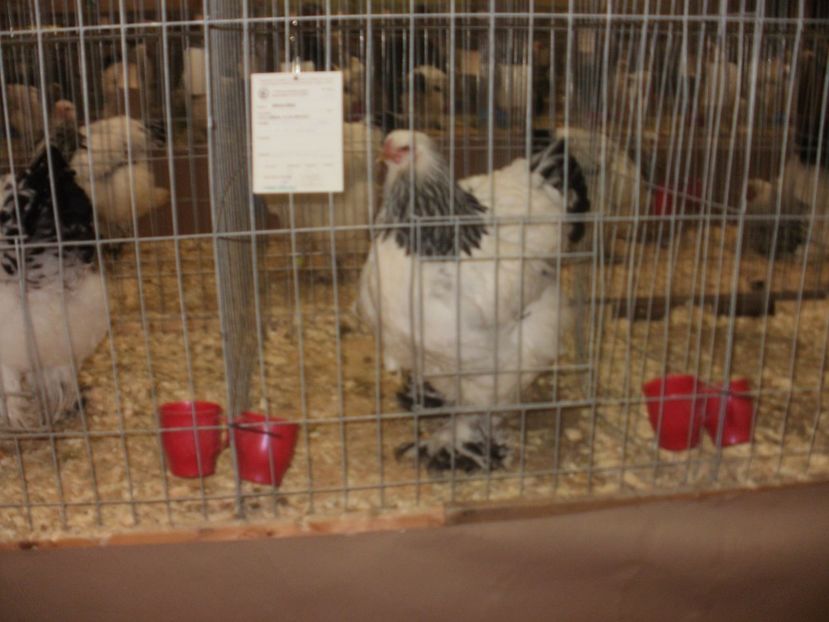 P2190048 - Expozitia nationala Bucuresti 2017