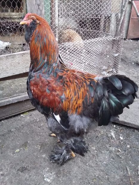  - 00 De vanzare gaini 2018