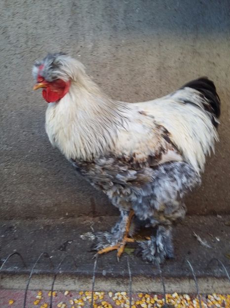  - 00 De vanzare gaini 2018