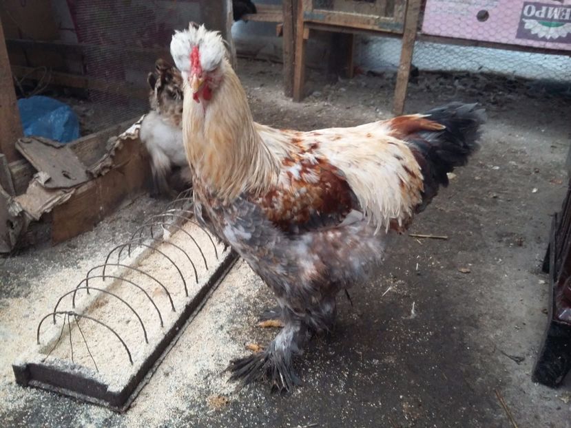  - 00 De vanzare gaini 2018