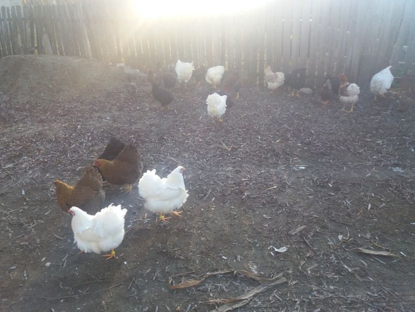  - Wiandotte la gramada