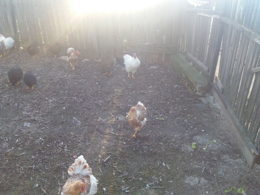  - Wiandotte la gramada