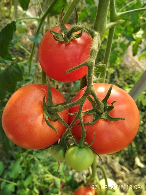 MIKADO  (8) - MIKADO