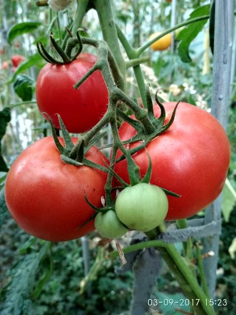 MIKADO  (11) - MIKADO