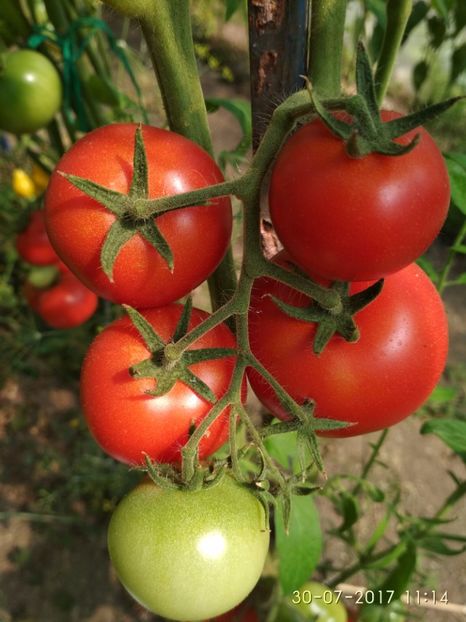 NIMBUS F1 OD (18) - NIMBUS F1