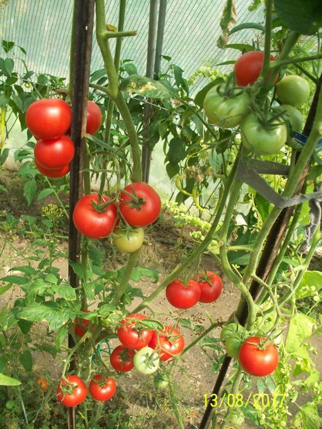 NIMBUS F1 OD (21) - NIMBUS F1