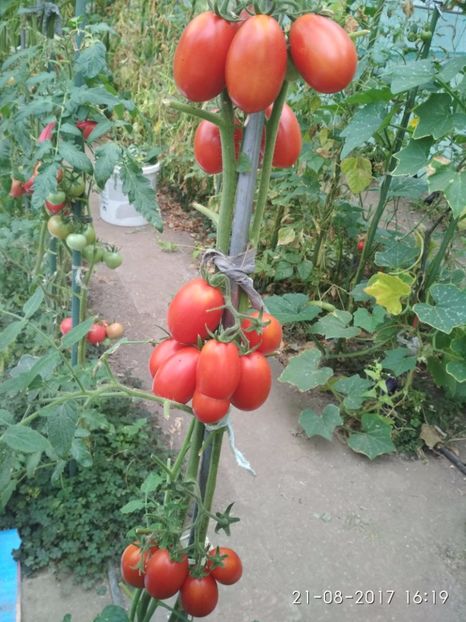 RUSSIAN LADIES MAN (12) - RUSSIAN LADIES MAN