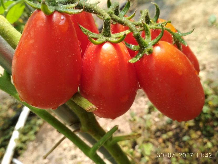 RUSSIAN LADIES MAN (20) - RUSSIAN LADIES MAN