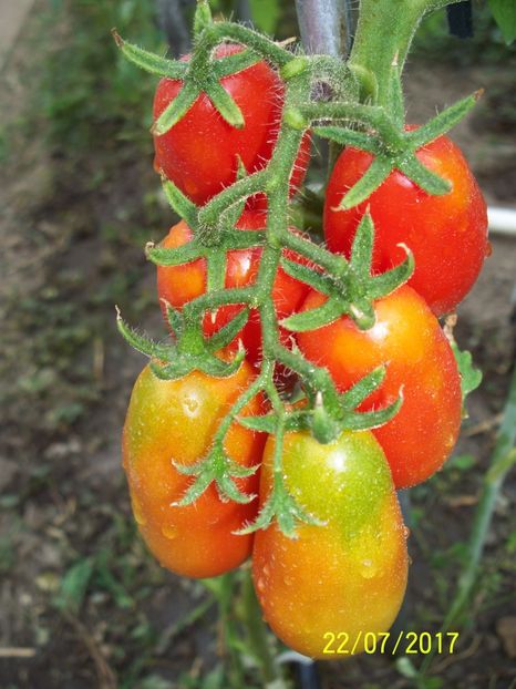 RUSSIAN LADIES MAN (23) - RUSSIAN LADIES MAN