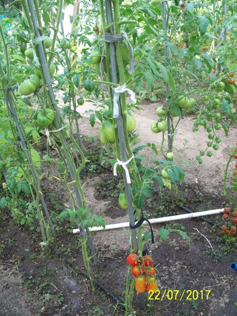 RUSSIAN LADIES MAN (24) - RUSSIAN LADIES MAN