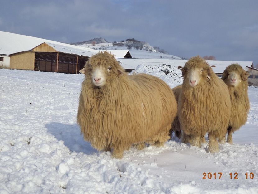  - Berbecuti 2016-2017-2018