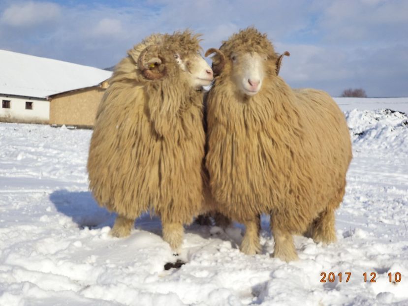  - Berbecuti 2016-2017-2018