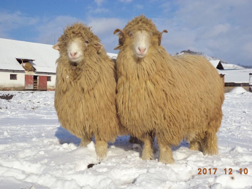  - Berbecuti 2016-2017-2018