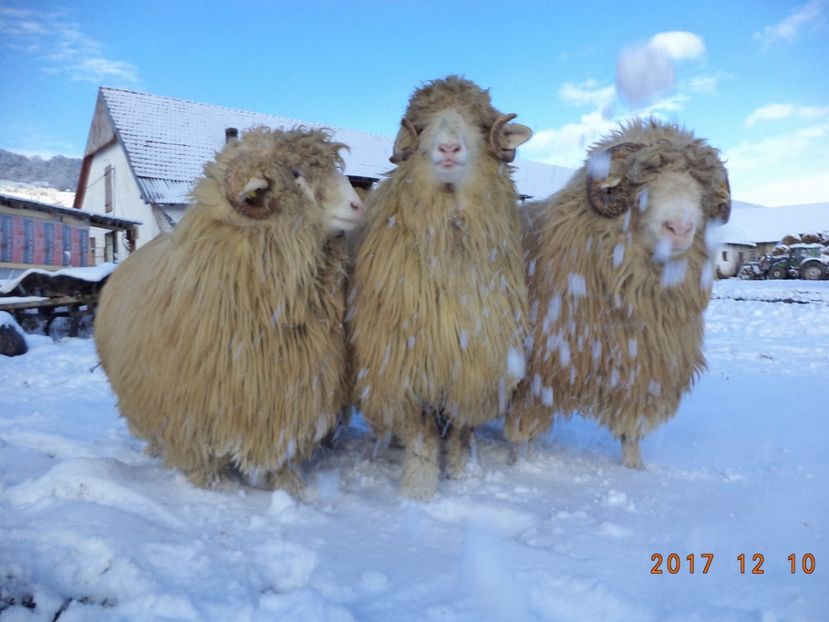  - Berbecuti 2016-2017-2018