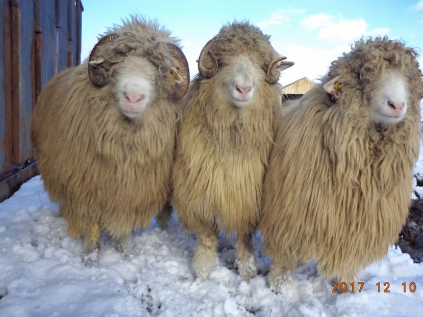  - Berbecuti 2016-2017-2018