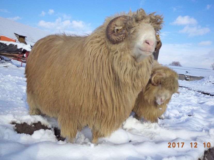  - Berbecuti 2016-2017-2018