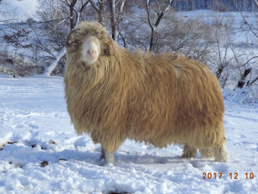  - Berbecuti 2016-2017-2018