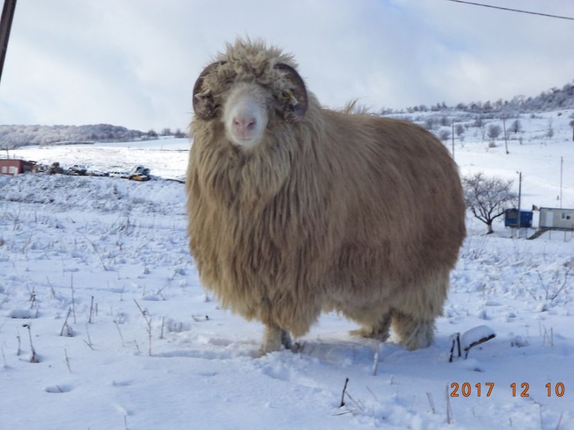  - Berbecuti 2016-2017-2018