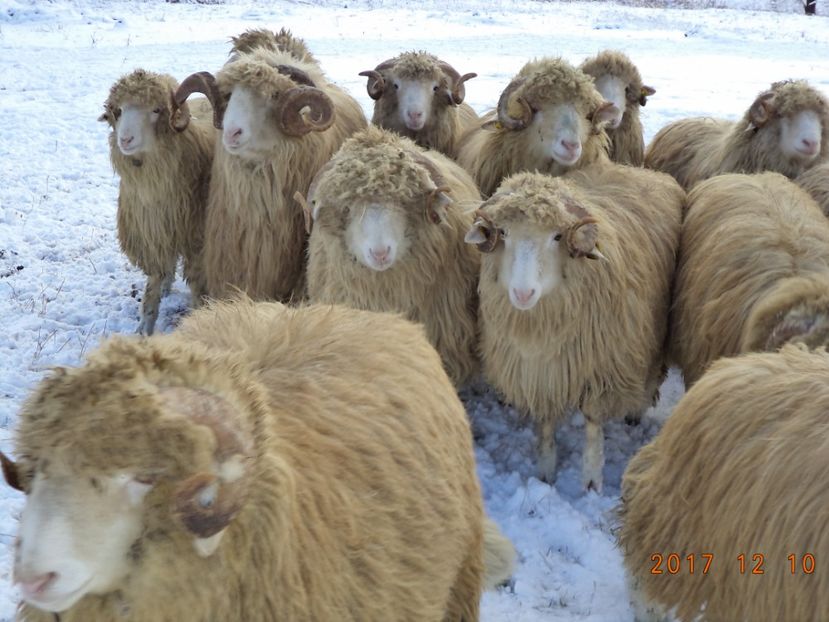  - Berbecuti 2016-2017-2018