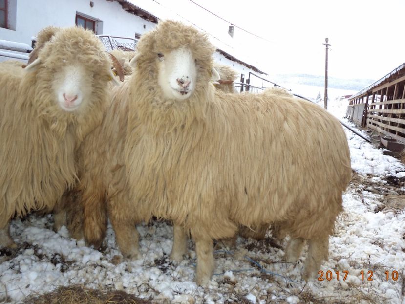  - Mielute 2015-2016-2017