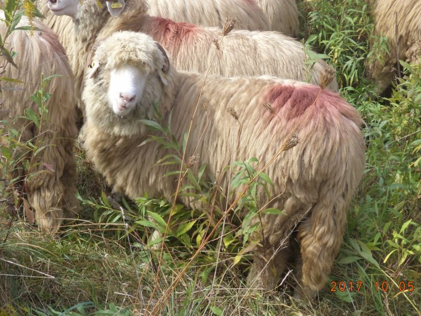  - Mielute 2015-2016-2017