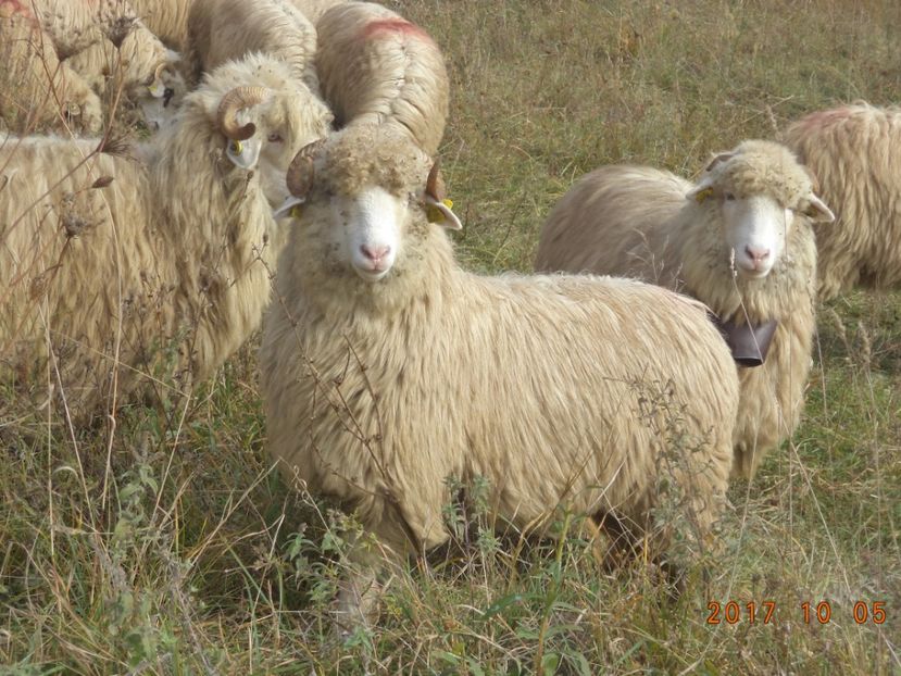  - Mielute 2015-2016-2017