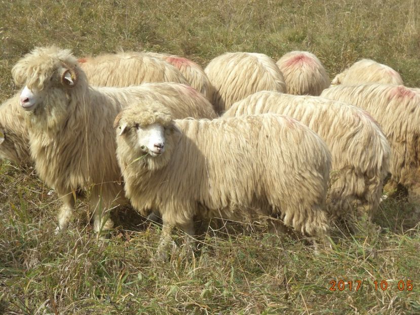  - Mielute 2015-2016-2017