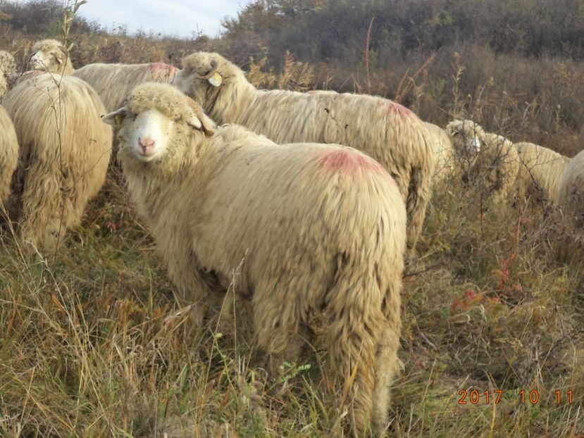  - Mielute 2015-2016-2017