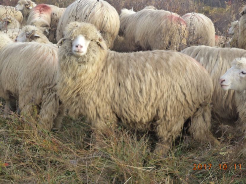  - Mielute 2015-2016-2017