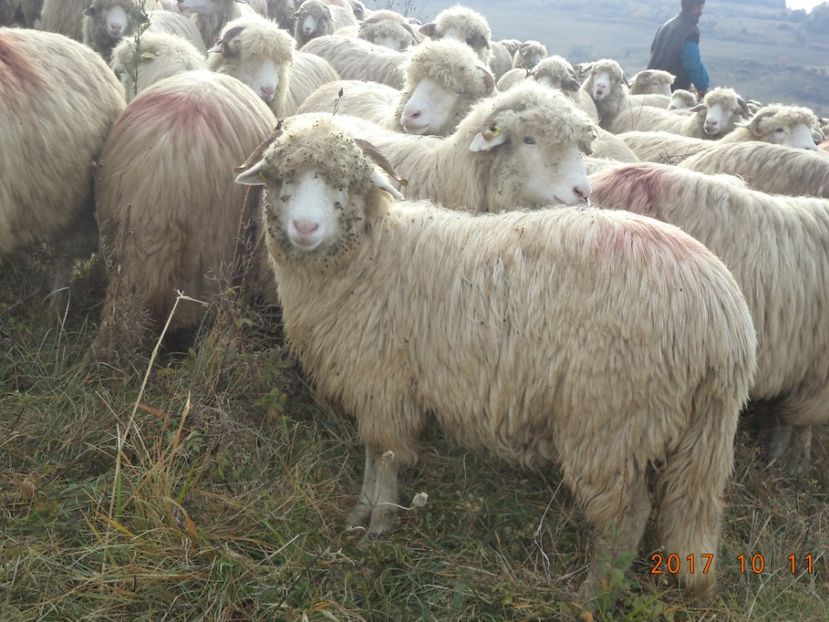  - Mielute 2015-2016-2017