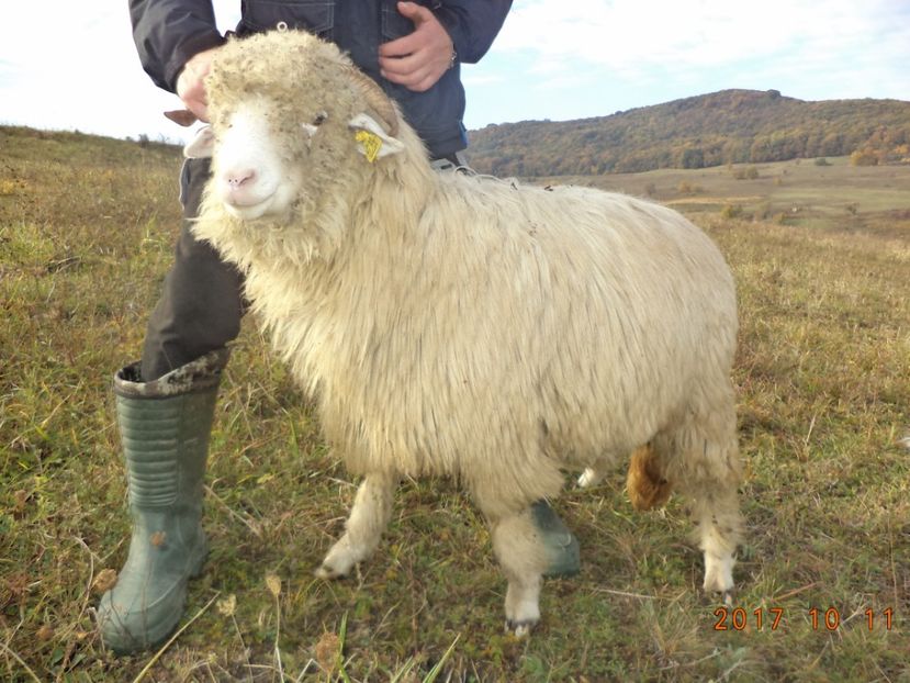  - Mielute 2015-2016-2017