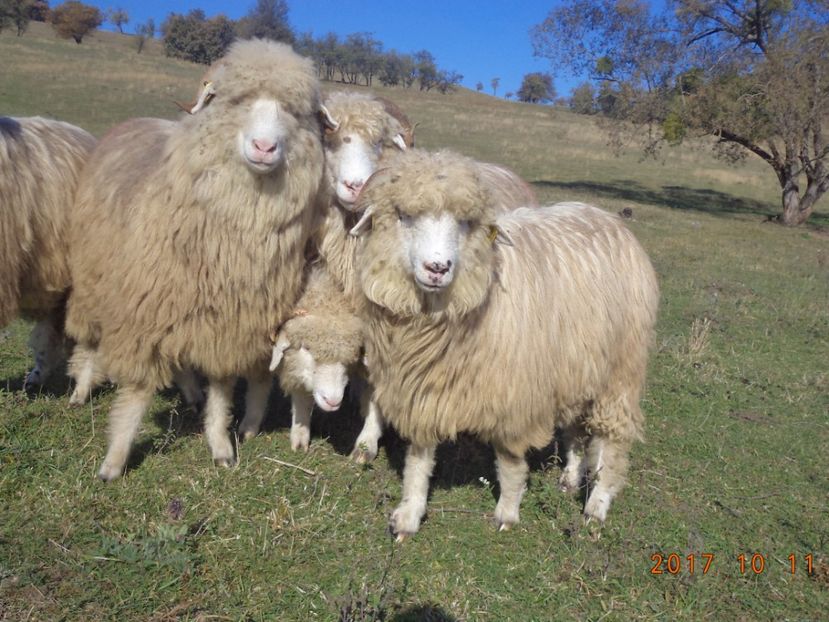  - Mielute 2015-2016-2017