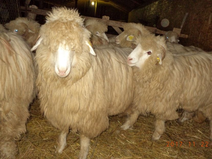  - Mielute 2015-2016-2017