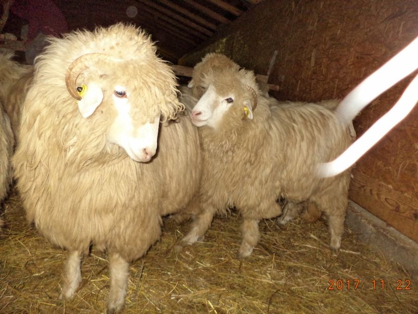  - Mielute 2015-2016-2017