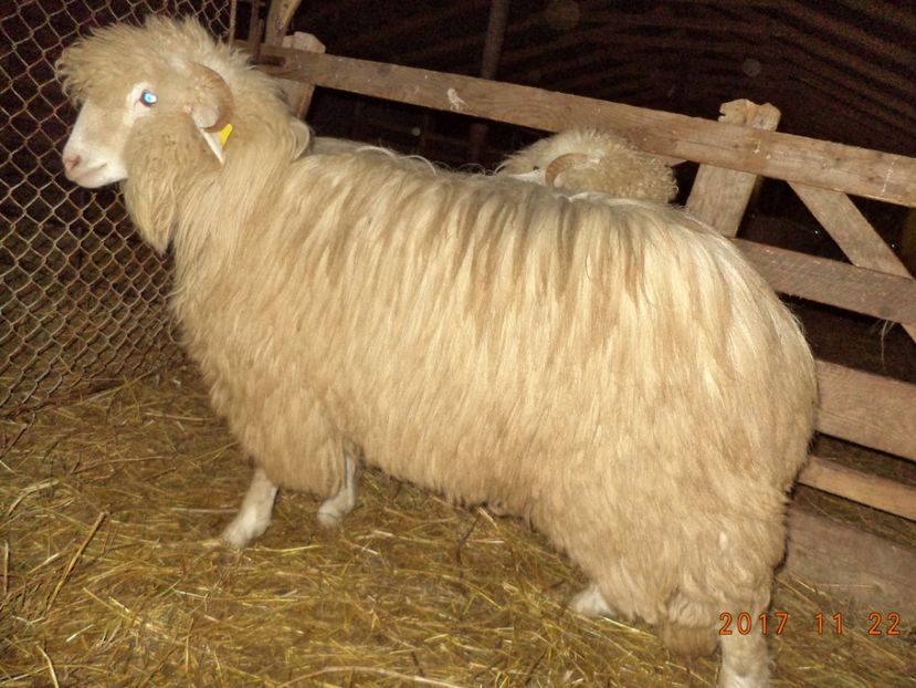  - Mielute 2015-2016-2017