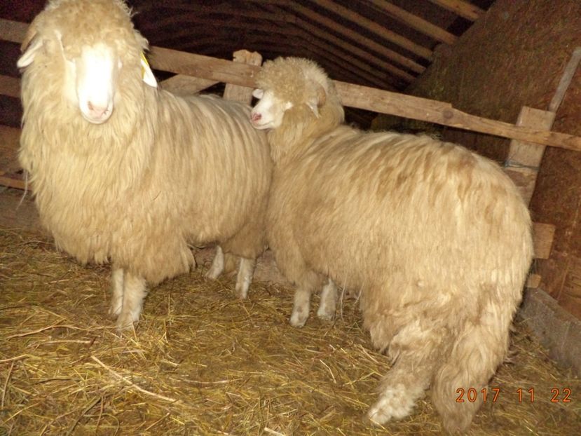  - Mielute 2015-2016-2017