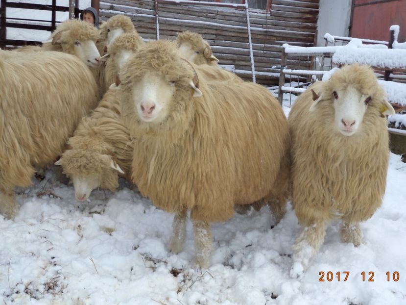  - Mielute 2015-2016-2017