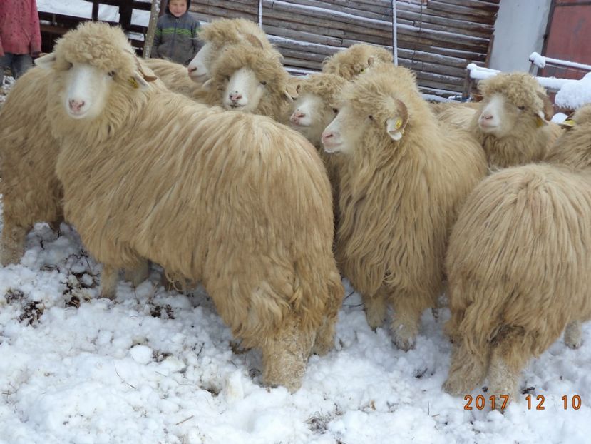  - Mielute 2015-2016-2017