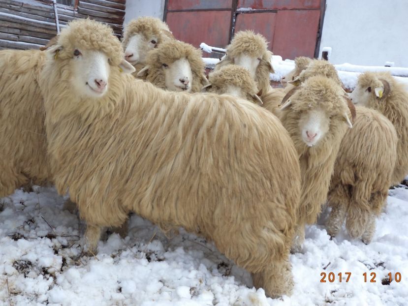  - Mielute 2015-2016-2017