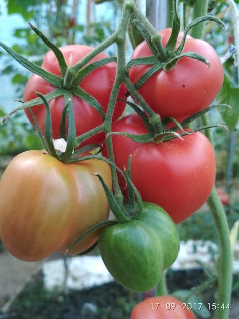 ROSII GOGOȘAR  (1) - ROȘII GOGOȘAR