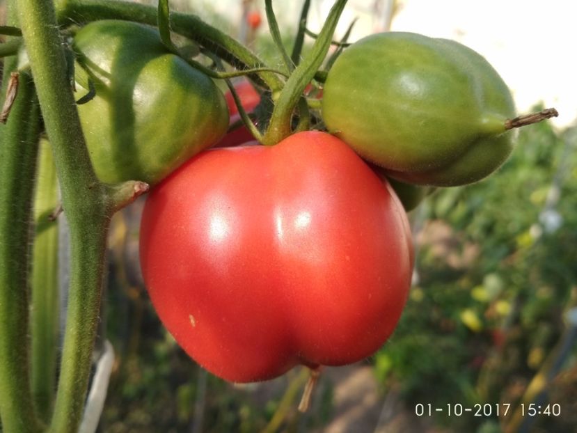 ROSII GOGOȘAR  (7) - ROȘII GOGOȘAR