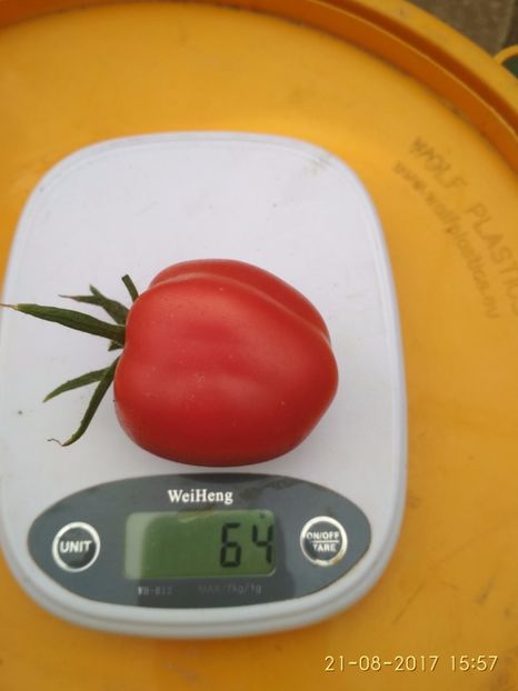 ROSII GOGOȘAR  (9) - ROȘII GOGOȘAR