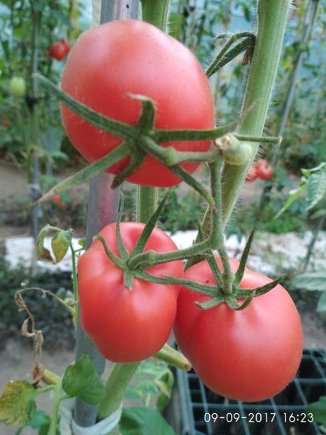 ROSII GOGOȘAR  (11) - ROȘII GOGOȘAR