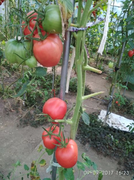 ROSII GOGOȘAR  (15) - ROȘII GOGOȘAR