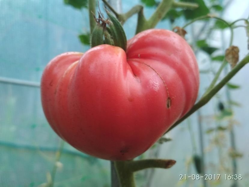 SWEETHEART (9) - SWEETHEART