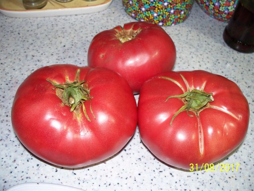 URIASE ROZ BALENI 2017 (2) - URIAȘE ROZ DE BĂLENI 2017