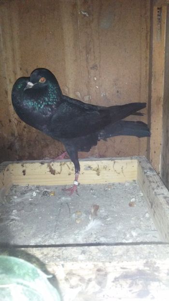 Mascul - 31 Gusat de Brno