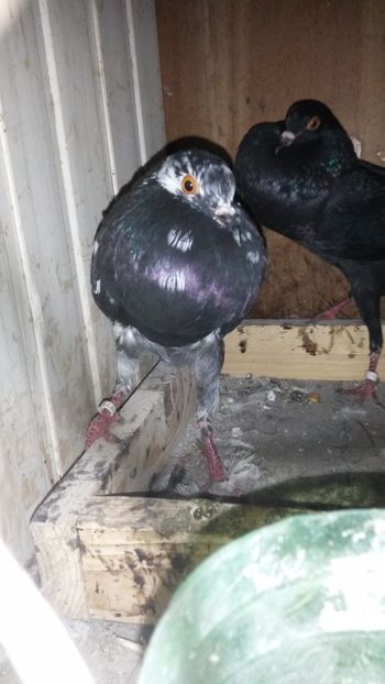 Femela in prim plan - 31 Gusat de Brno