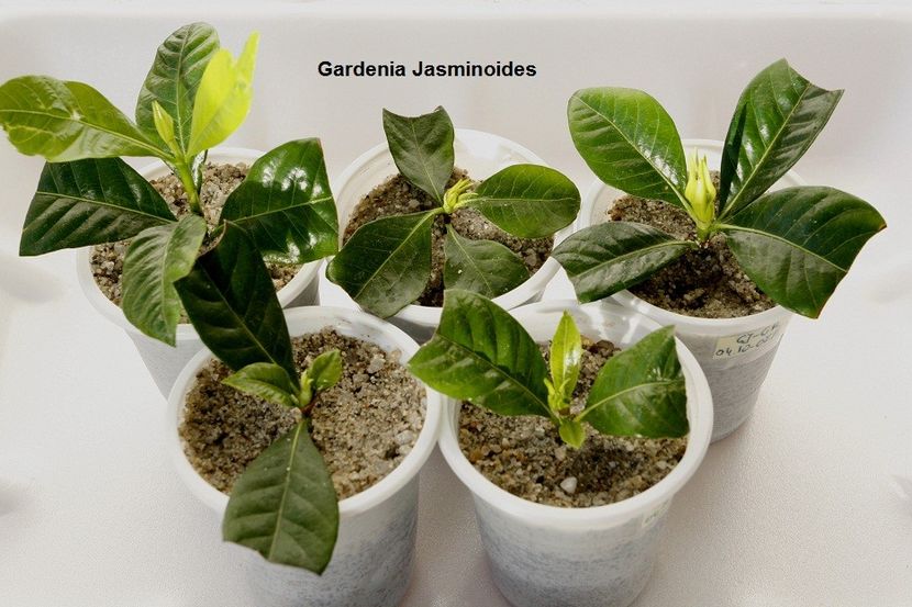 10.12.17 - 3 Gardenia- inradacinare